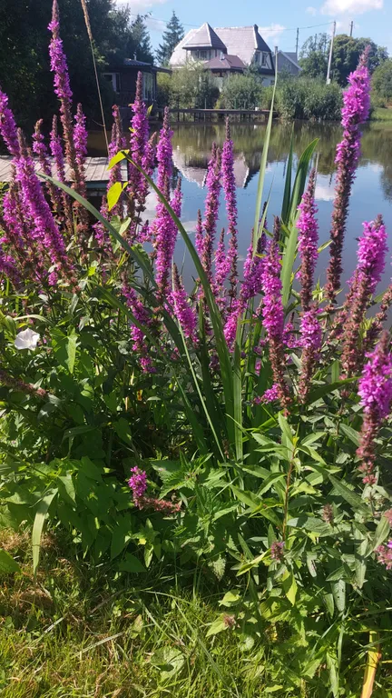 Дом с шикарной беседкой на озере