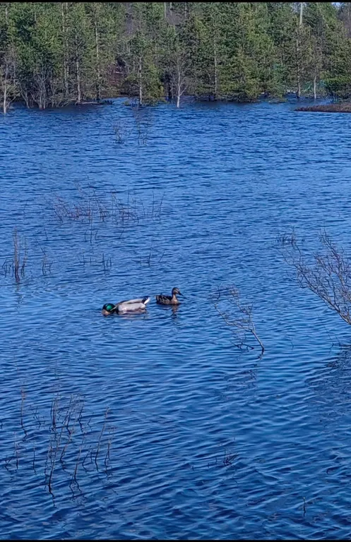 Дом у Светланы Алешиной