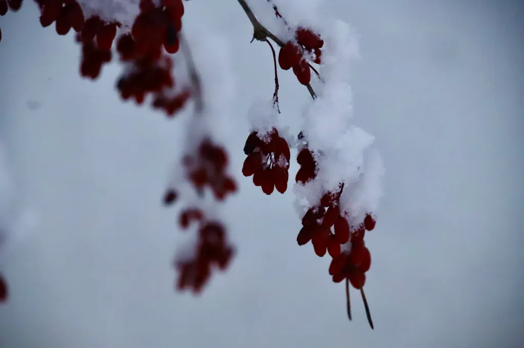 База отдыха Хэйлун Дом №4 Харбин