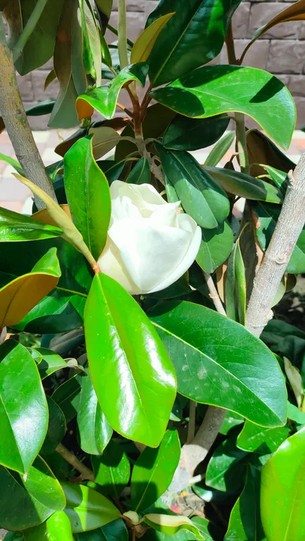 Квартира Квартира Апартамент"Марсель" с завтраком и паркингом возле ТРК"Красная площадь" — Краснодар