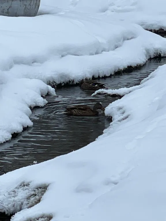 Большой дом у реки с баней в 2 часах от СПб