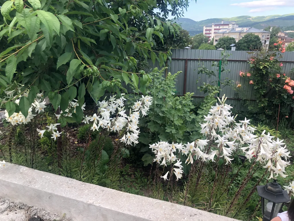 Коттедж 2-комнатный Дом — Кисловодск