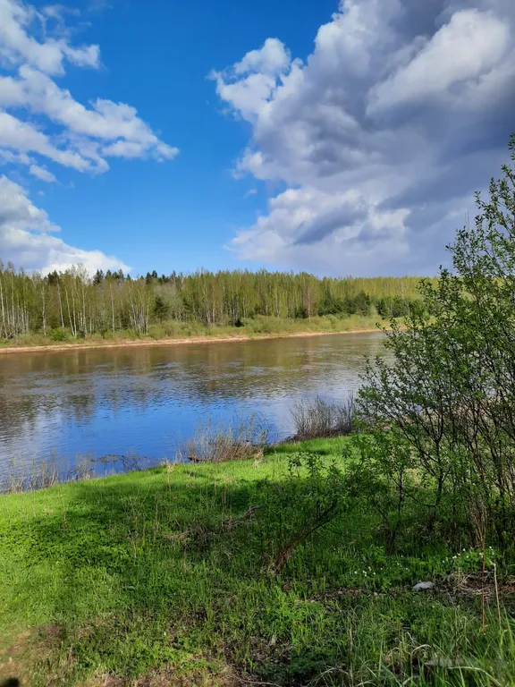 Лесная сказка