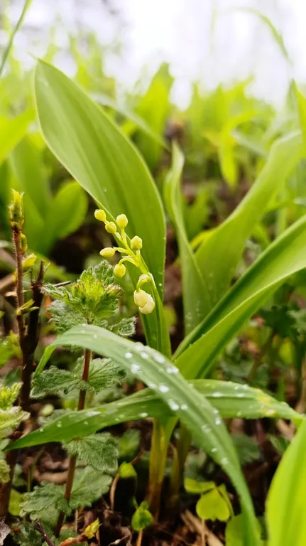 Гостевой дом Kielo