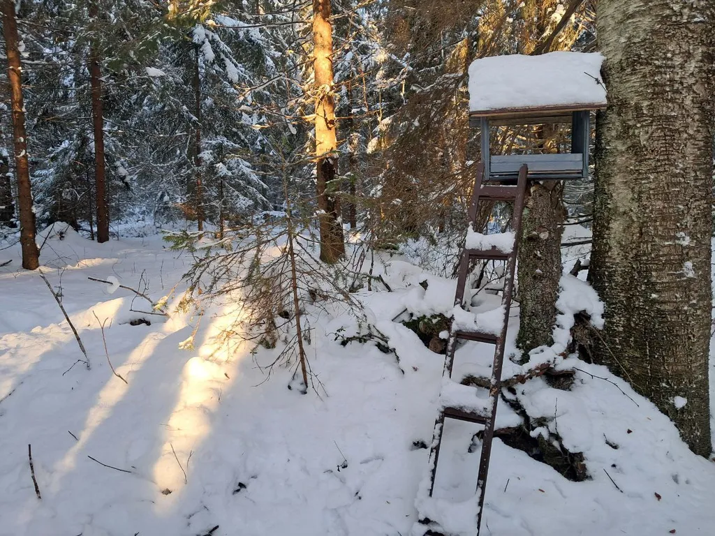 Уютный дом в еловом лесу