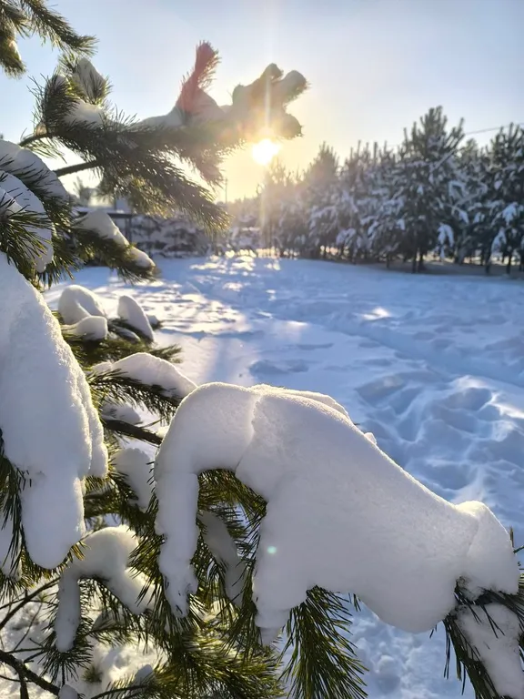 Дом в сосновом лесу
