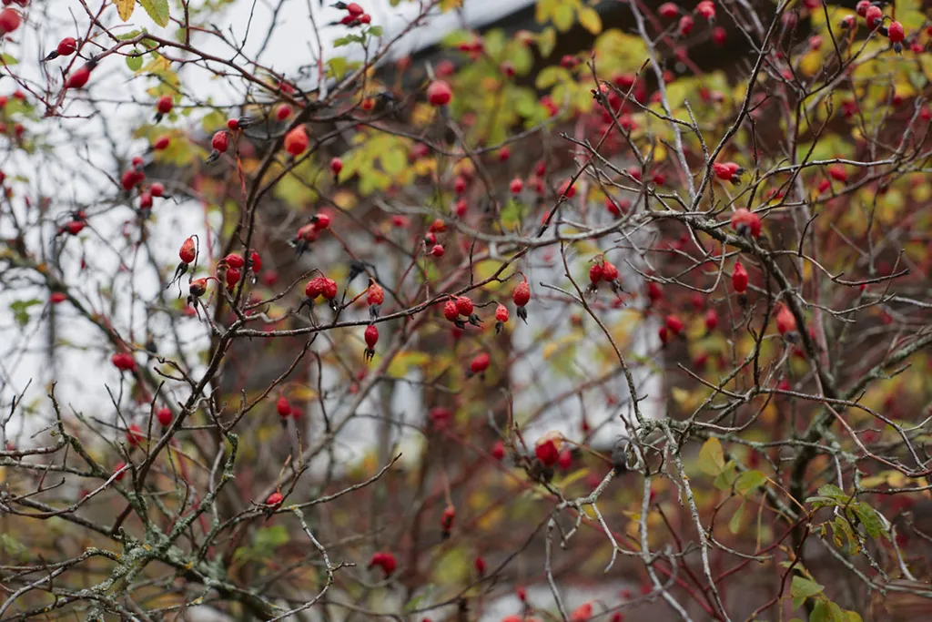 Уютный светлый дом в окружении природы