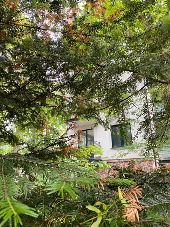 Квартира Квартира Rauschen Green 1 — Светлогорск