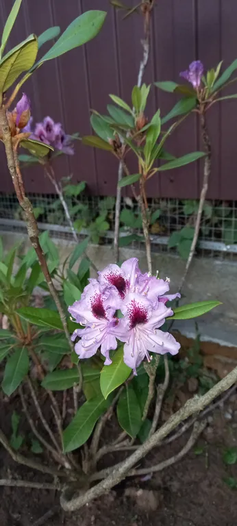Дом в горах Адыгеи с бассейном