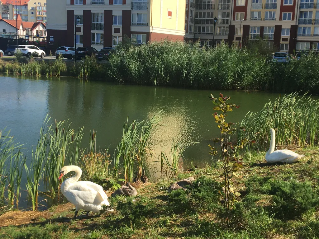 Квартира Уютная квартира в центре города — Зеленоградск