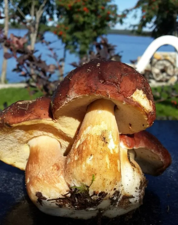 Коттедж на берегу