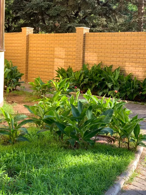 Апартамент дельфин в Партените