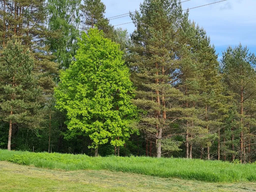 Коттедж Коттеджи у озера — Луга