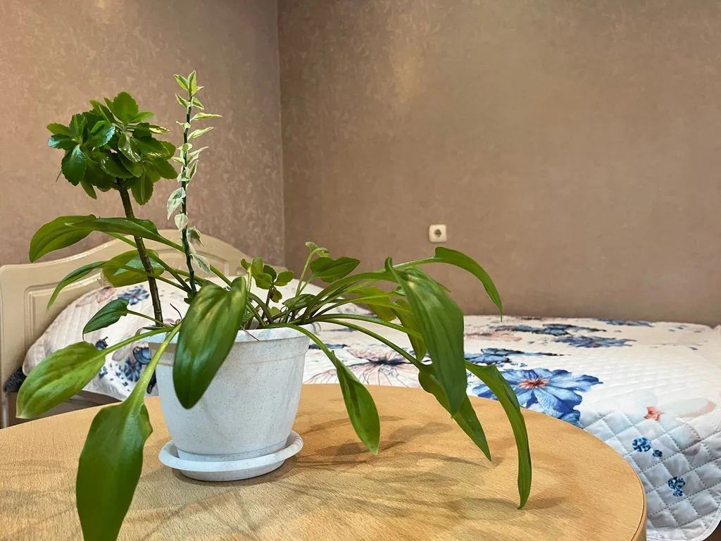 Квартира рядом с ИПСА