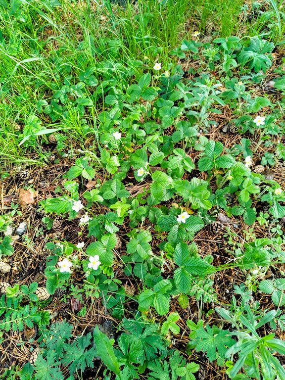 Уютный летний домик