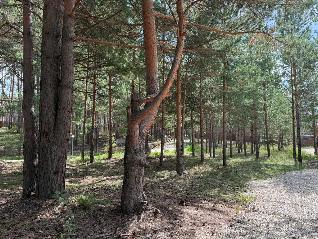 Домик в лесу