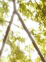 Виктор