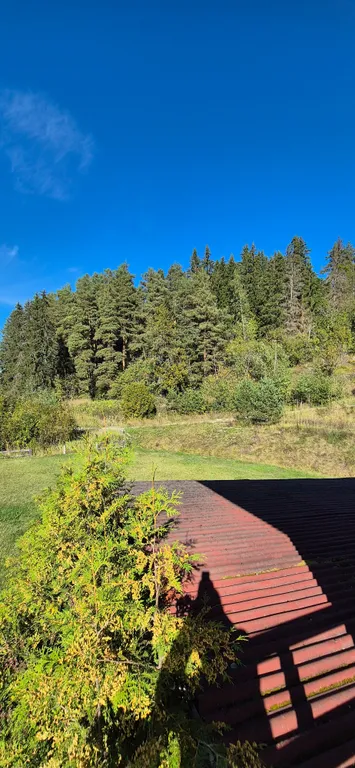 Куркиёки у леса