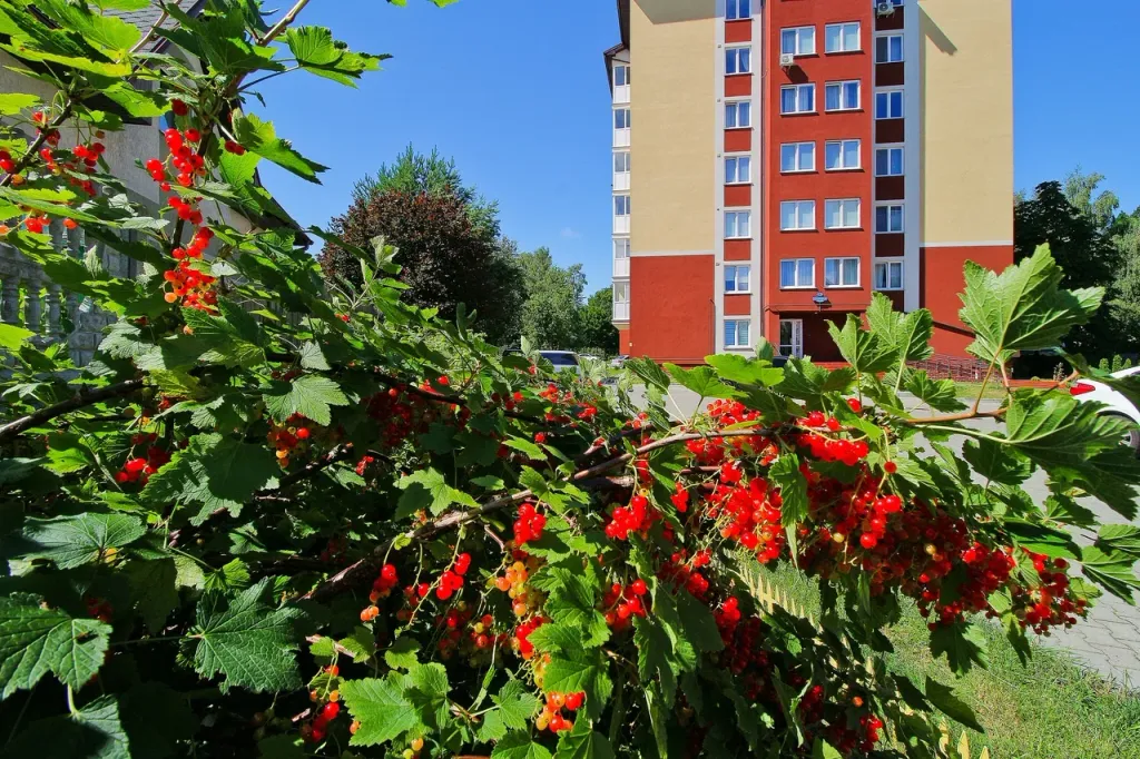 Квартира Двухкомнатная чудная квартира — Светлогорск