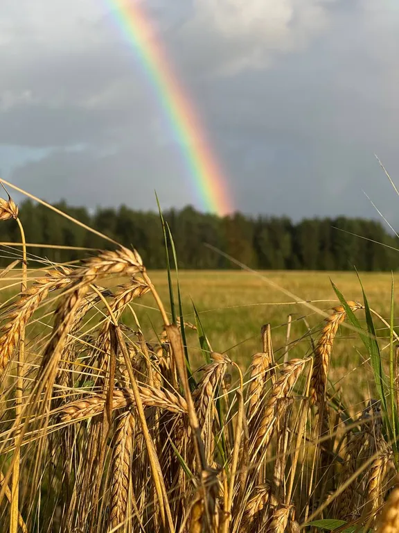 Домик с панорамным окном рядом с озером и видом на лес