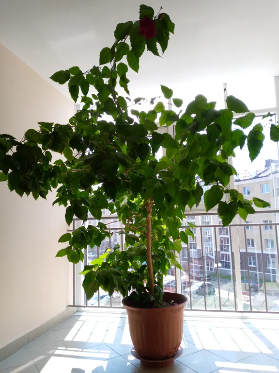 Квартира Квартира на берегу реки Которосль — Ярославль