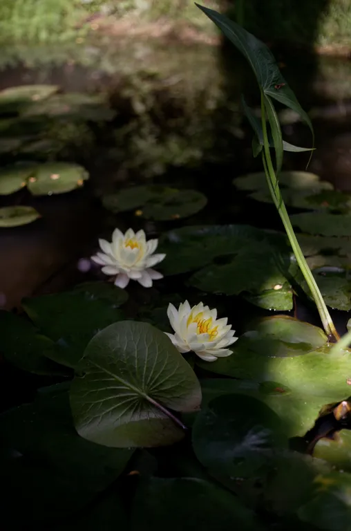 Коттедж Коттедж Family Cats — Галицино