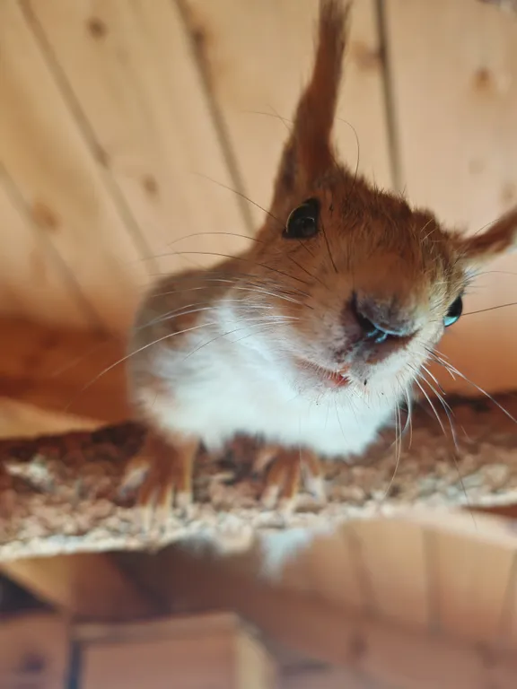 Уютный семейный домик на Алтае