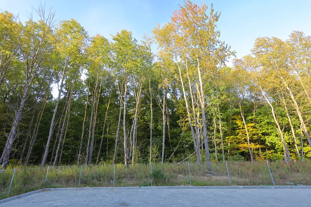 Апартаменты в лесу