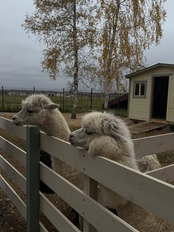Коттедж Домик у реки в окружении сосен с камином, сауной и чаном — Семеновское
