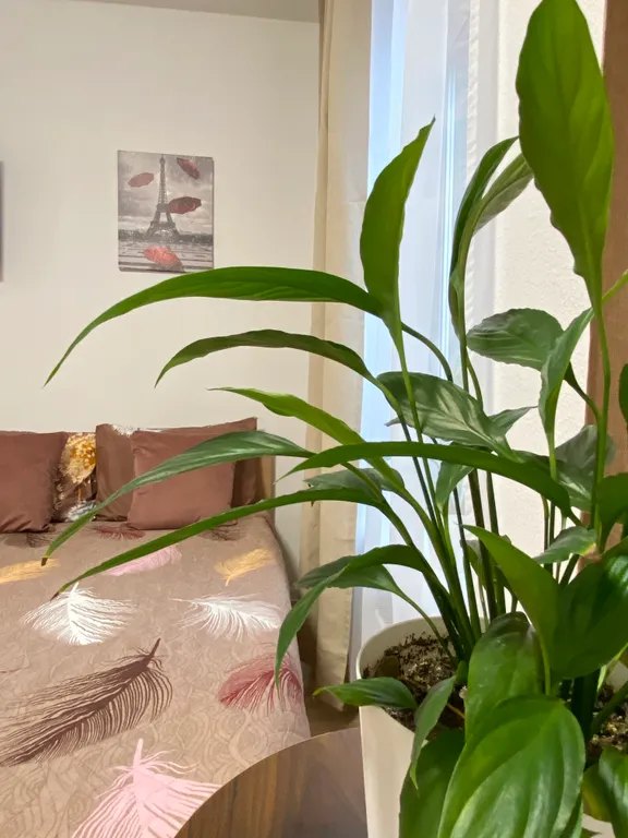 Вместительная студия в новом ЖК