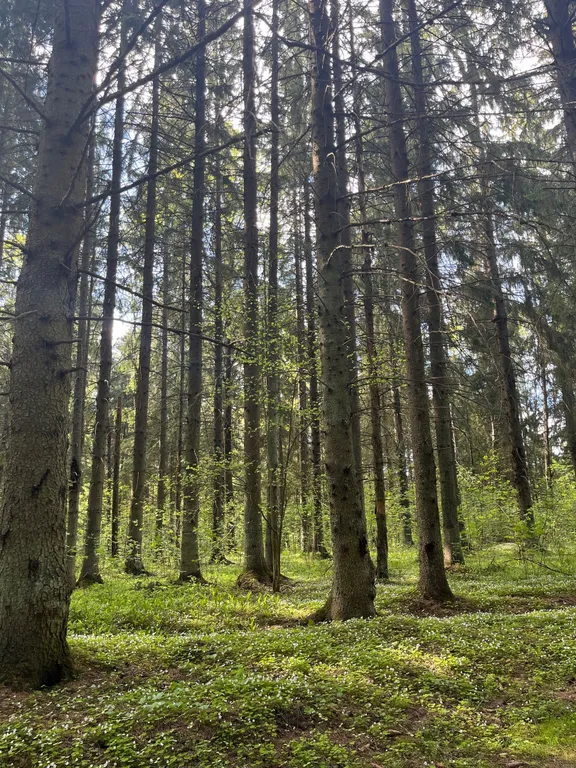 Семейная квартира в сосновом лесу