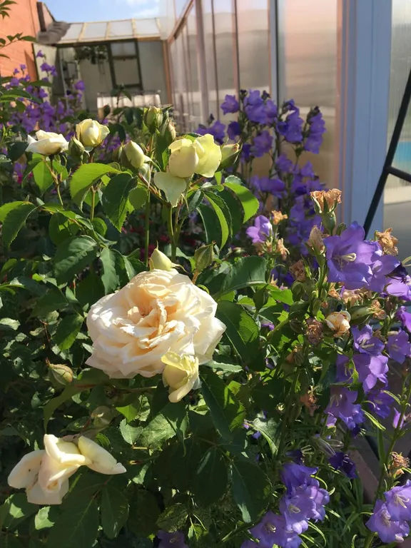 Домик на пруду в Собакино