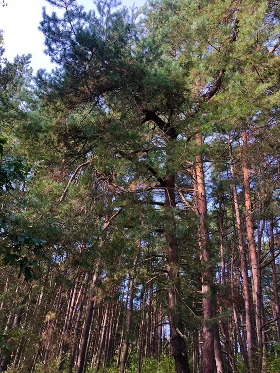 Коттедж Дачка в сосновом бору — аренда посуточно в Балтийск