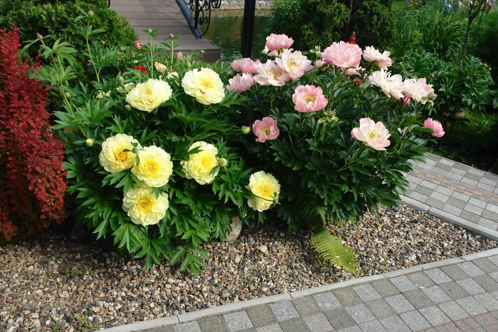 Дом в ботаническом саду