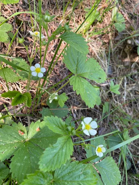 Соловьевка Villa