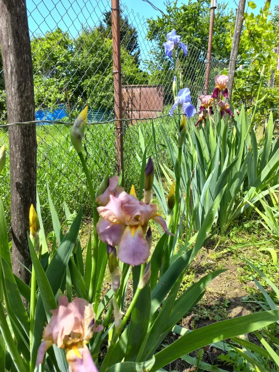 Двухэтажный коттедж "Мидия"