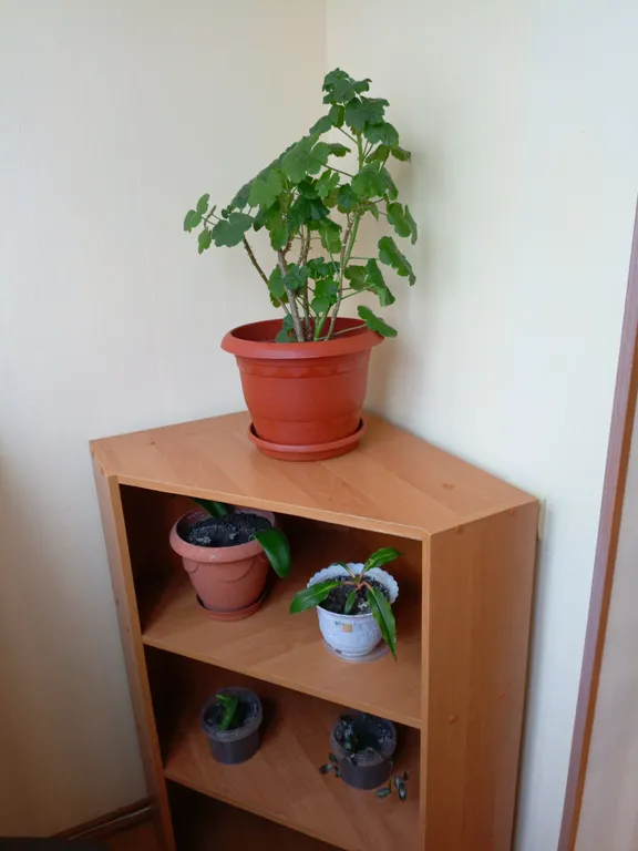 Апартаменты рядом с аэропортом