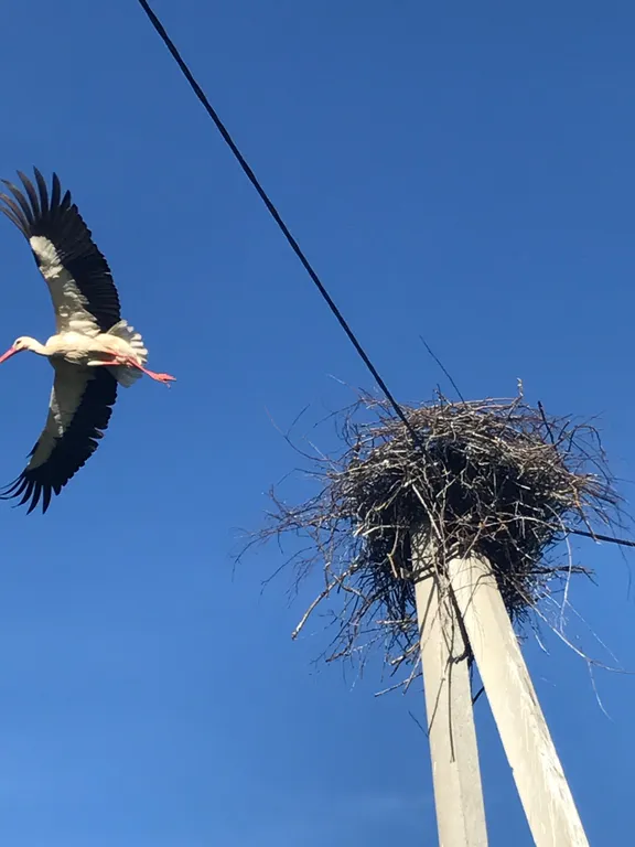 Пушкинские Горы