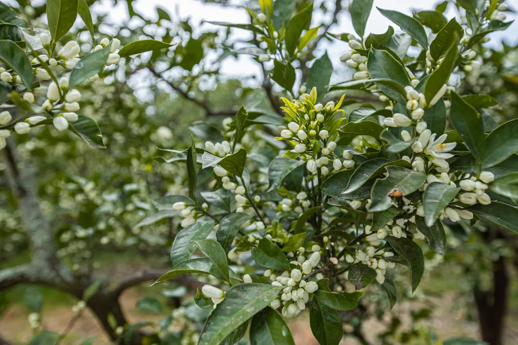 Домик в мандариновом саду (2й этаж под ключ)