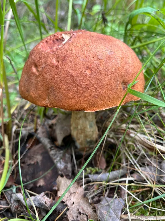 Гостевой домик на хуторе Керино