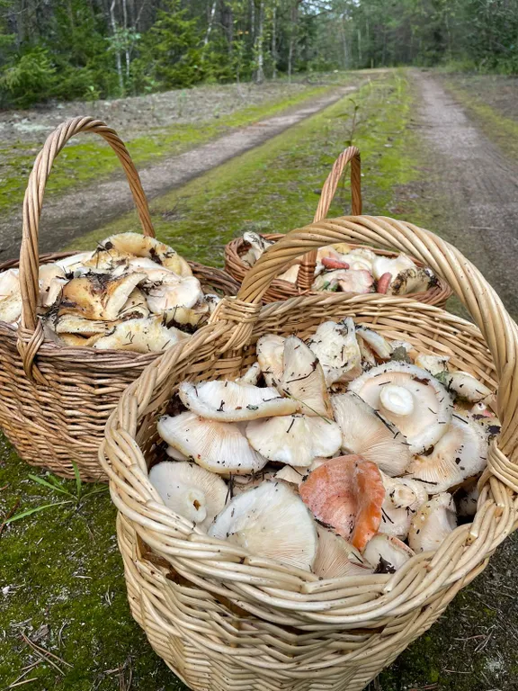 Маленький дом увитый виноградом