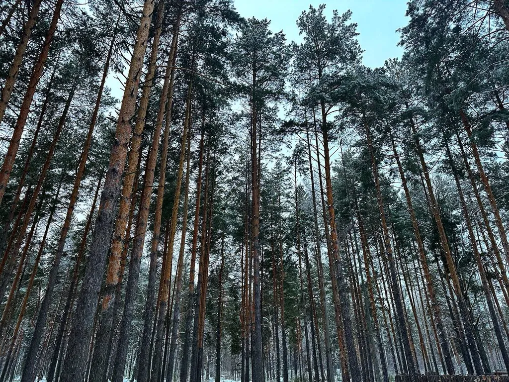 Барн-хаус 1 с чаном и сауной в сосновом лесу