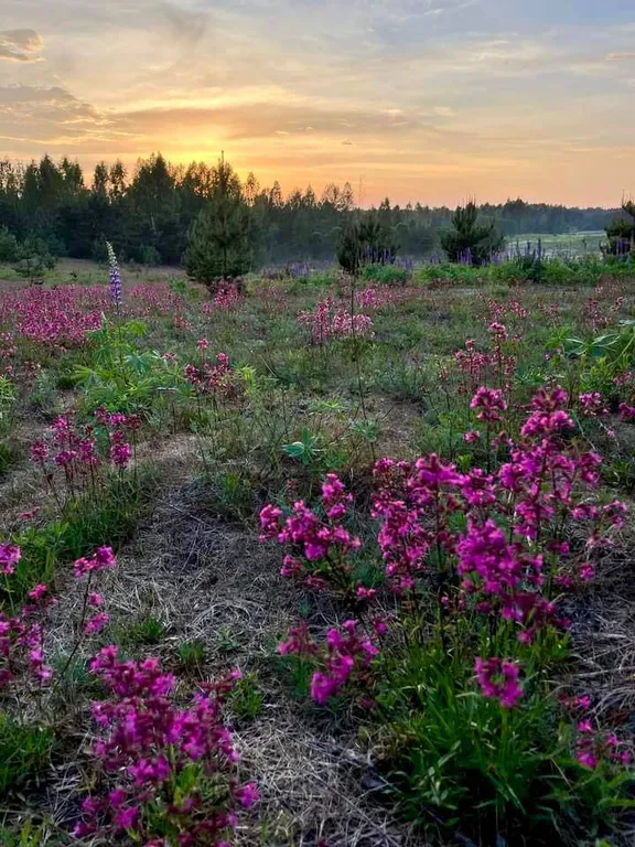 Уникальный арендный объект Кибитка на холме