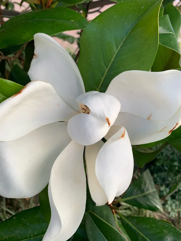 Коттедж Коттедж Голицино — Сочи