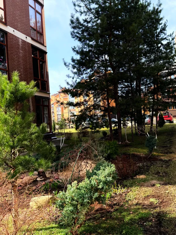 Апартамент в сосновом лесу