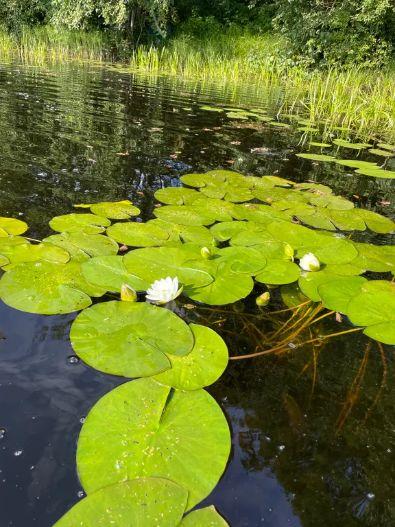 Twin house на берегу озера