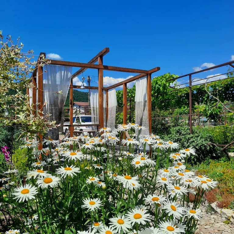 Белый Какаду