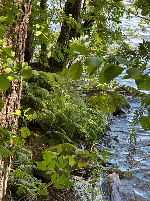 Коттедж Коттедж Дача-студия у озера Выборгский район Ленобласть — Приморск