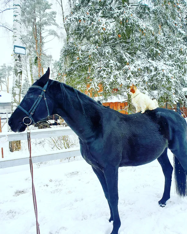 Дизайнерский домик на семейной экоферме в Немцово