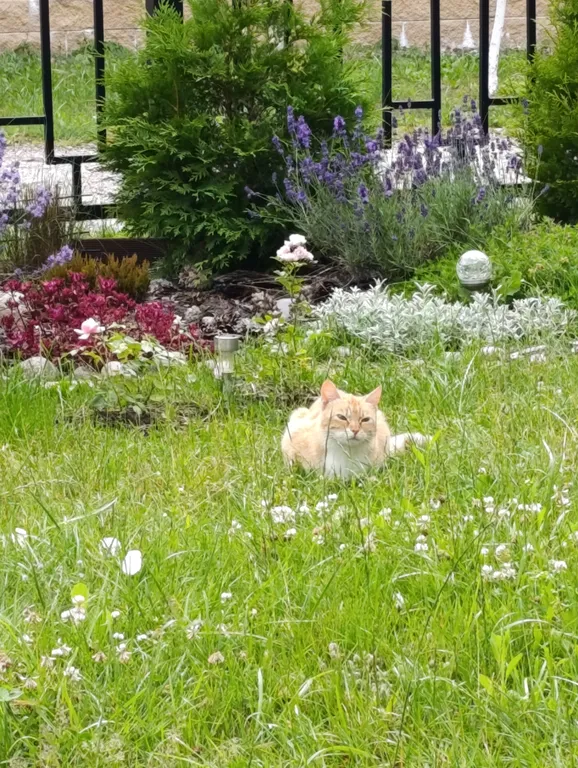 Уютный таунхаус Homy